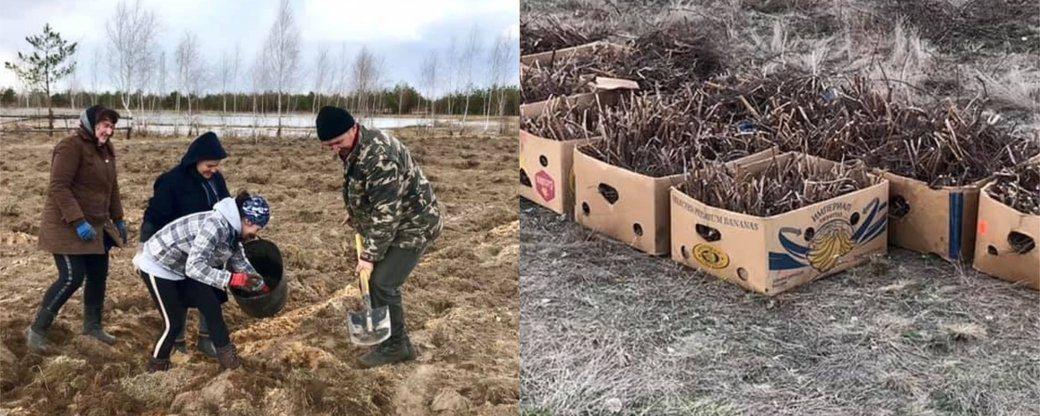 Село на Рівненщині вирішило заробляти на малині Село на Рівненщині вирішило заробляти на малині
