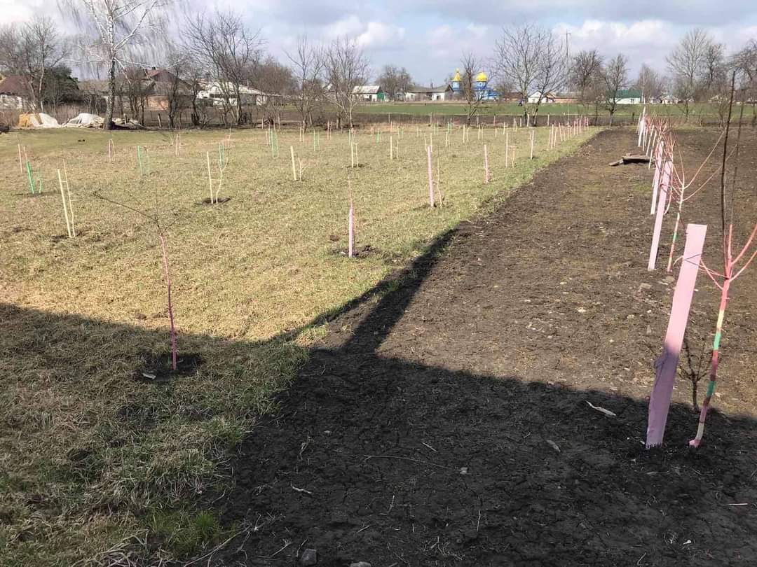 Села Гощанських громад теж приєдналася до проєкту “Озеленення планети”
