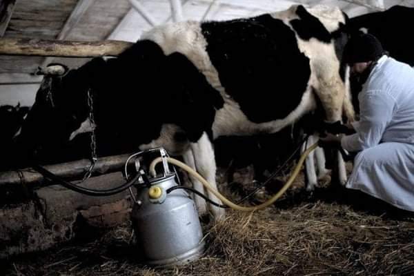 Тваринникам Рівненщини продовжують відшкодовувати кошти за доїльні апарати