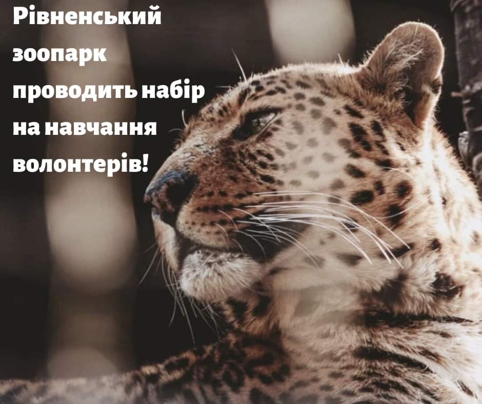Рівненський зоопарк проводить набір на навчання волонтерів