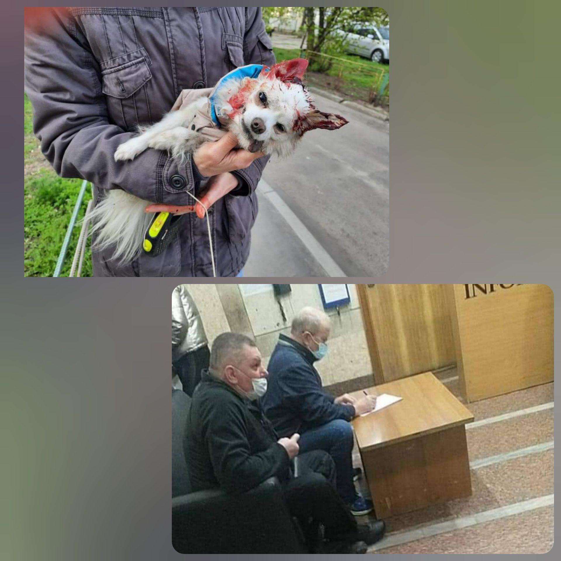 У Києві стаффордширський тер’єр загриз іншу собаку