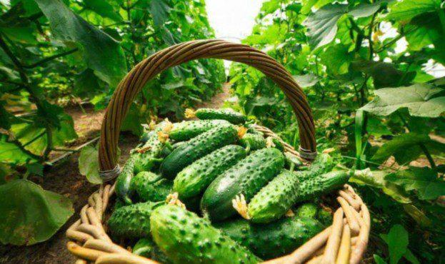 В Україні рекордно подорожчали тепличні огірки В Україні рекордно подорожчали тепличні огірки