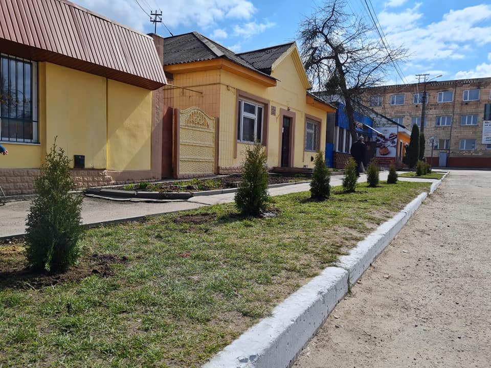 У селищі Квасилів, що входить до складу Рівненської громади, висадили алею туй (фото)