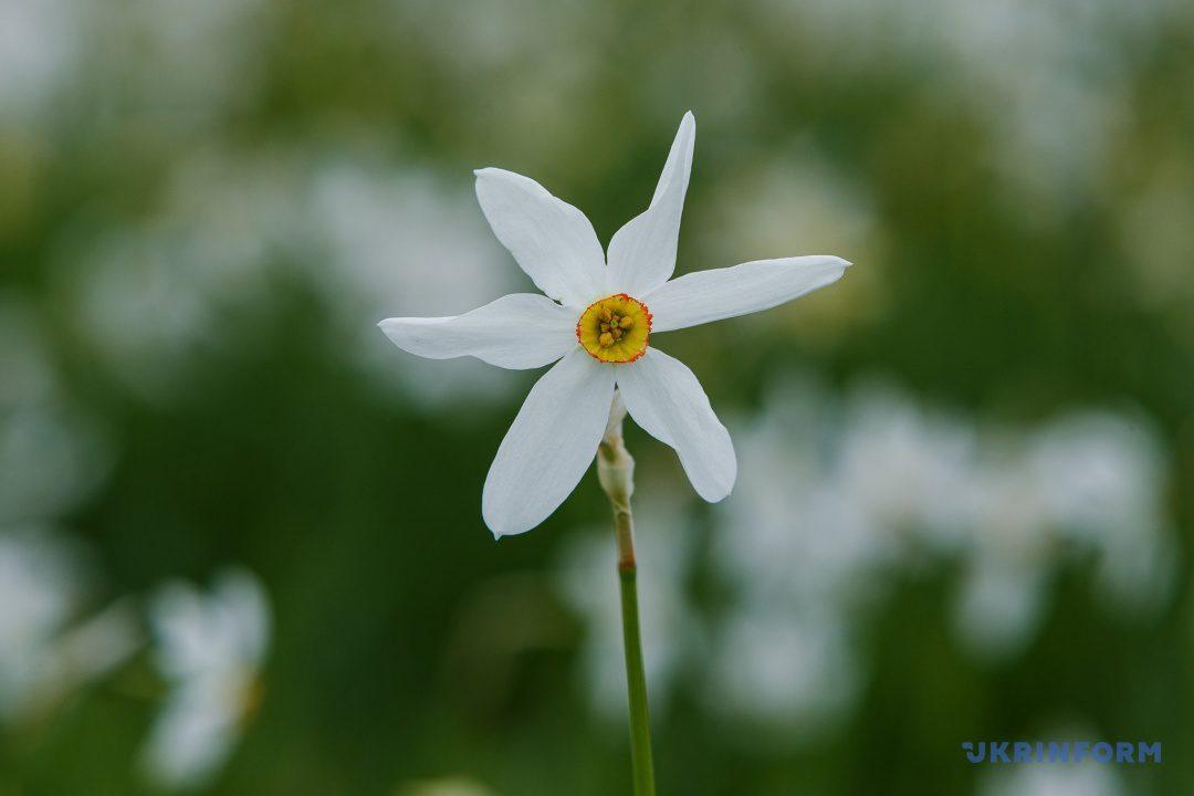 Теплий початок травня прогнозує похолодання в кінці місяця