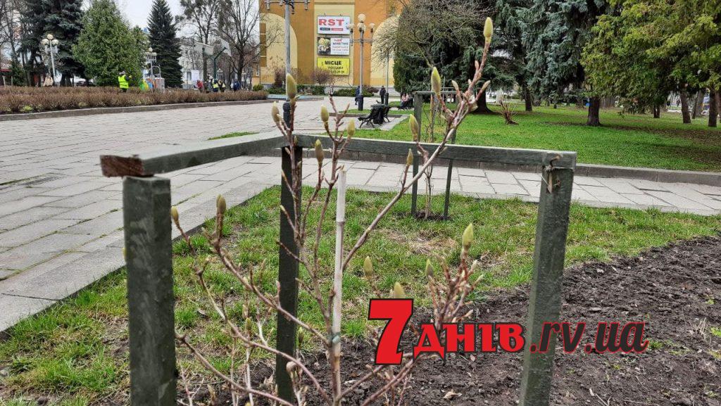 магнолія2-новини-рівне-7днів