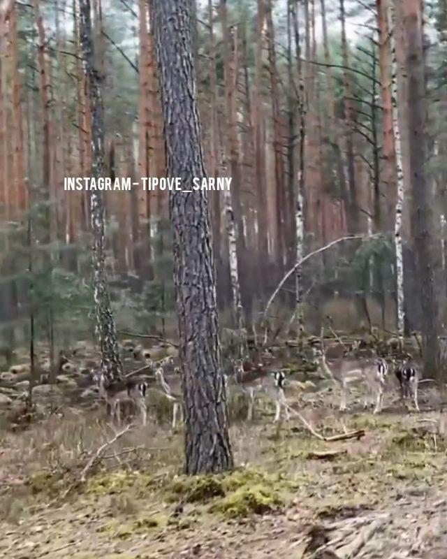 На Рівненщині олені виходять з лісу на дорогу(ВІДЕО) На Рівненщині олені виходять з лісу на дорогу(ВІДЕО)