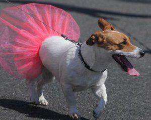 У центрі Києва відбудеться парад чотирилапих “шотландців”