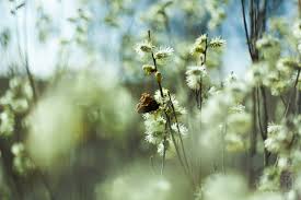 З цього дня вилітають джмелі і комарі