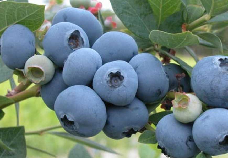 Більше 30% майбутнього врожаю лохини можуть втратити українські виробники Більше 30% майбутнього врожаю лохини можуть втратити українські виробники