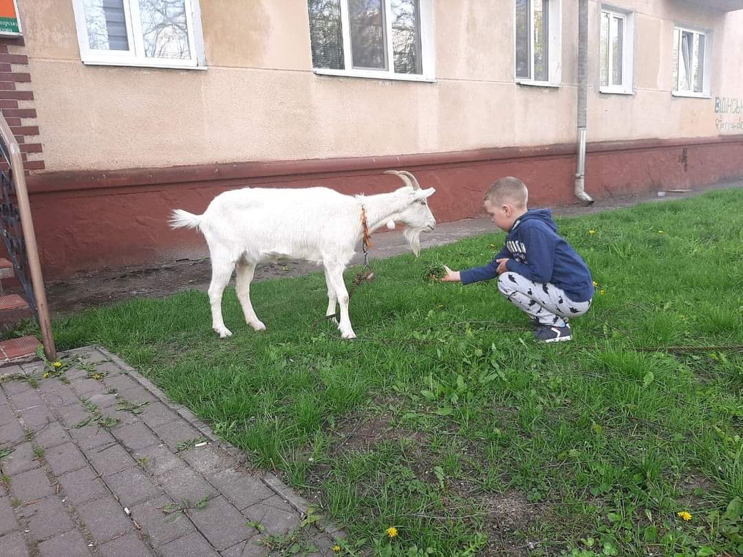 У Рівному під вікнами багатоповерхівок пасуться кози (фото)