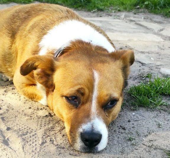 У Рівному собака, яка тиждень жила в квартирі з мертвим господарем знайшла нову сім’ю (ВІДЕО)