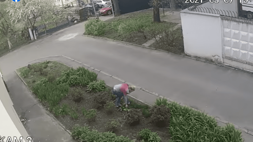 В Рівному розшукують крадійку тюльпанів (ВІДЕО)