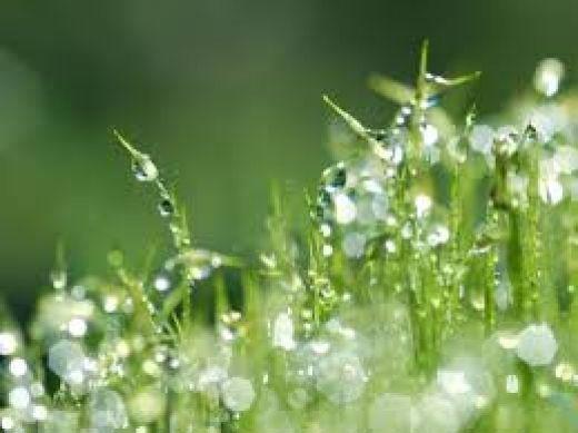 Рясна роса вказує на хорошу погоду Рясна роса вказує на хорошу погоду