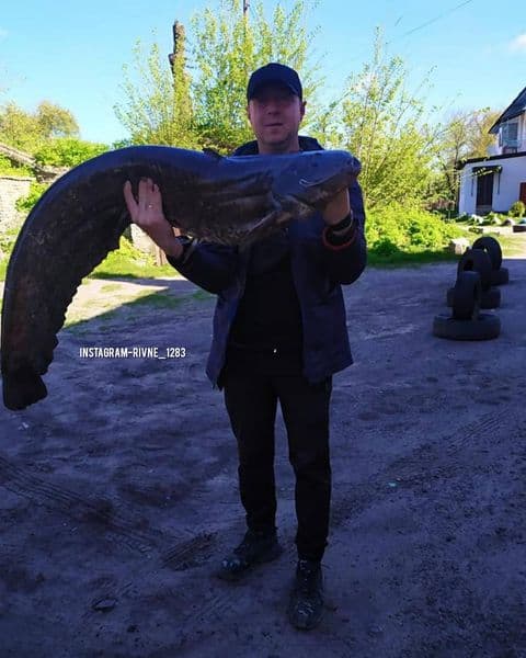 На Рівненщині спіймали велетенського сома На Рівненщині спіймали велетенського сома