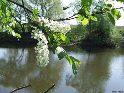 Якщо рано зацвіла черемуха – буде тепле літо