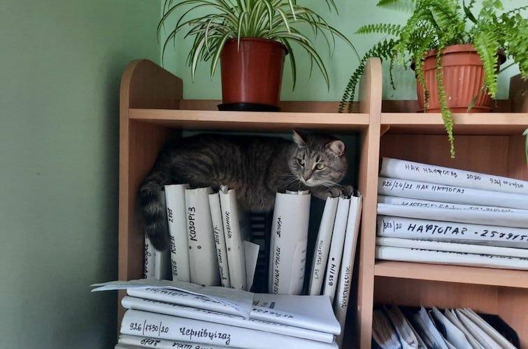 Комунальники взяли на роботу кота