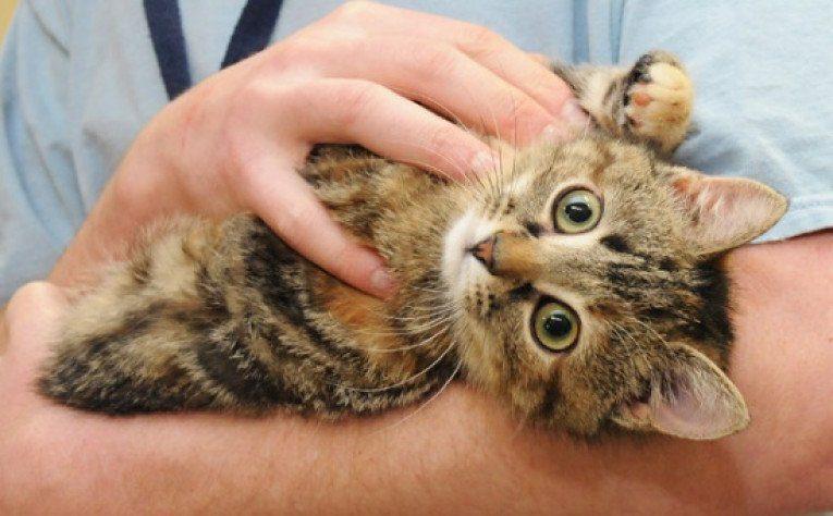 Чи відмовлятися від улюбленця, якщо у вас алергія на котів чи собак