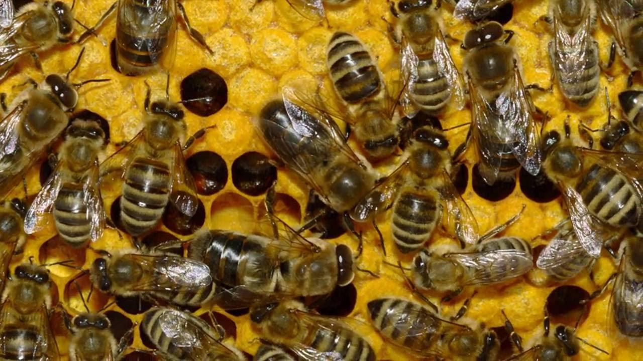 На Рівненщині пасічника закусали бджоли