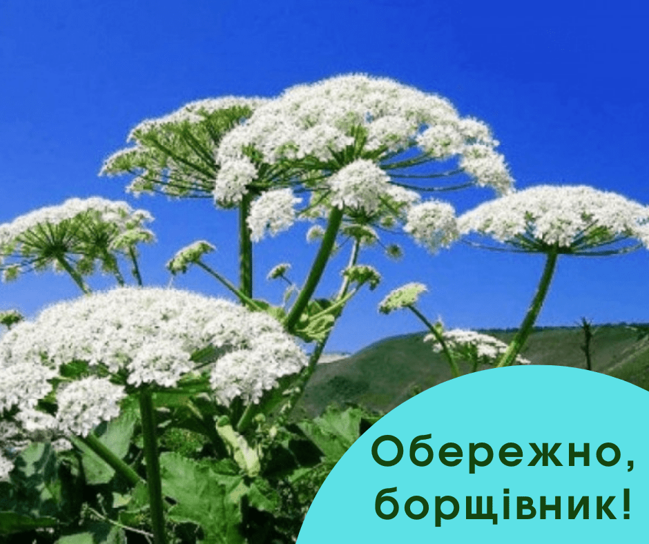 У Рівненській територіальній громаді знищують небезпечний борщівник