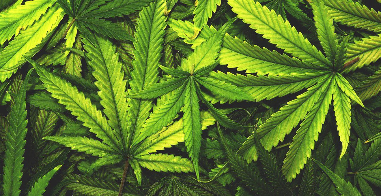 В Верховні Раді пропонують легалізувати медичний канабіс В Верховні Раді пропонують легалізувати медичний канабіс