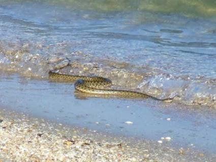 Плазуни лякають туристів на узбережжі Азовського моря ( Відео)