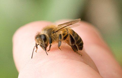 Чим нейтралізувати отруту комах і плазунів