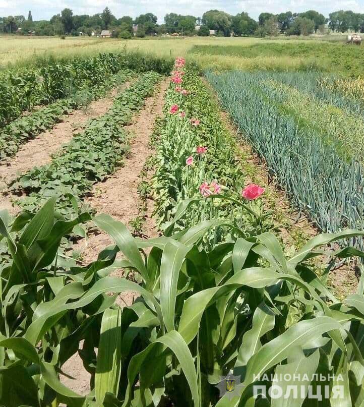 Понад дві з половиною тисячі нарковмісних рослин вилучили поліцейські на Рівненщині