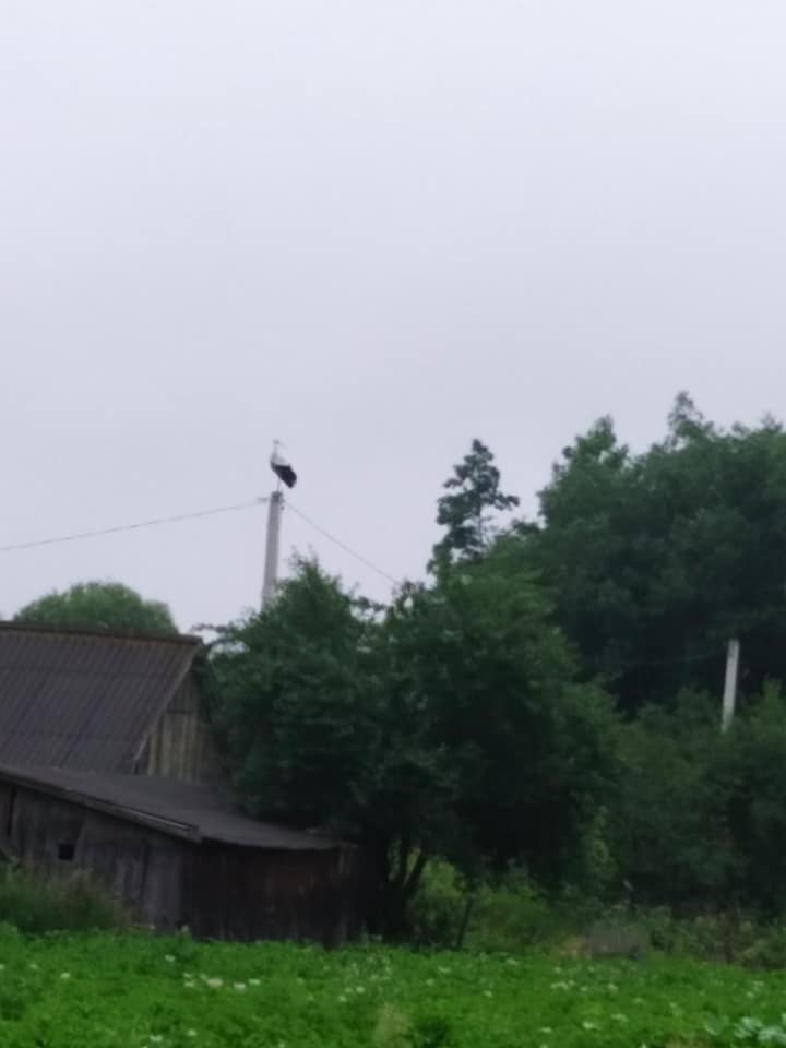 Повернути лелеченят в гніздо допомогли рятувальники на Рівненщині