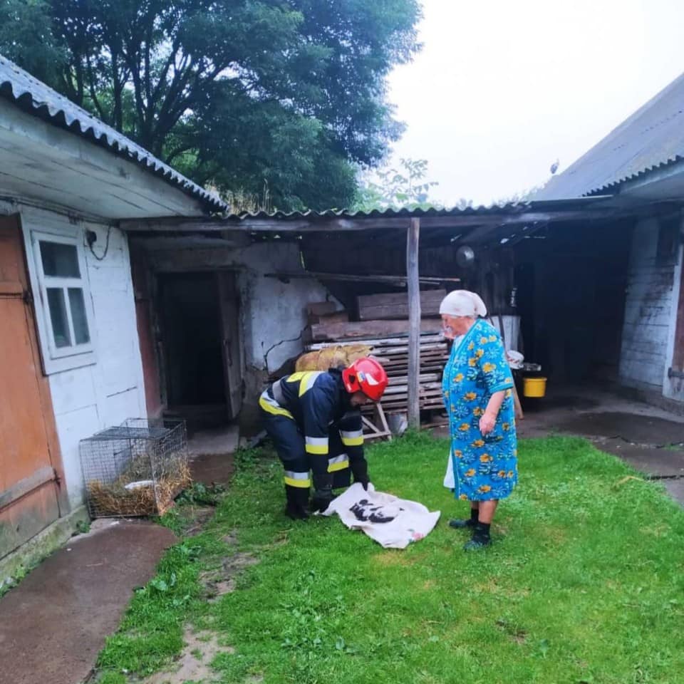 Повернути лелеченят в гніздо допомогли рятувальники на Рівненщині