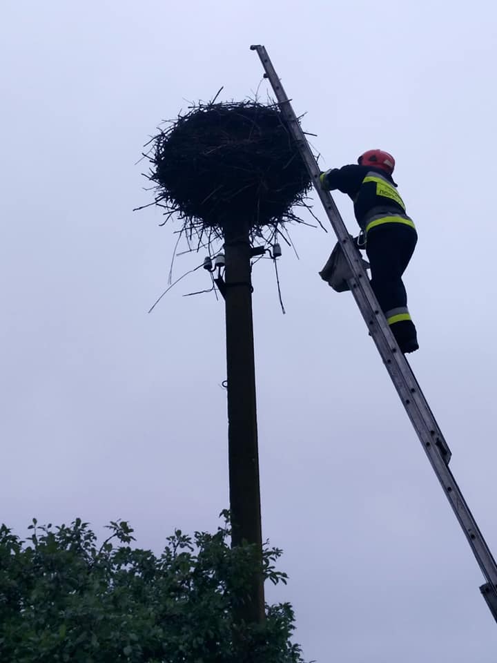 Повернути лелеченят в гніздо допомогли рятувальники на Рівненщині