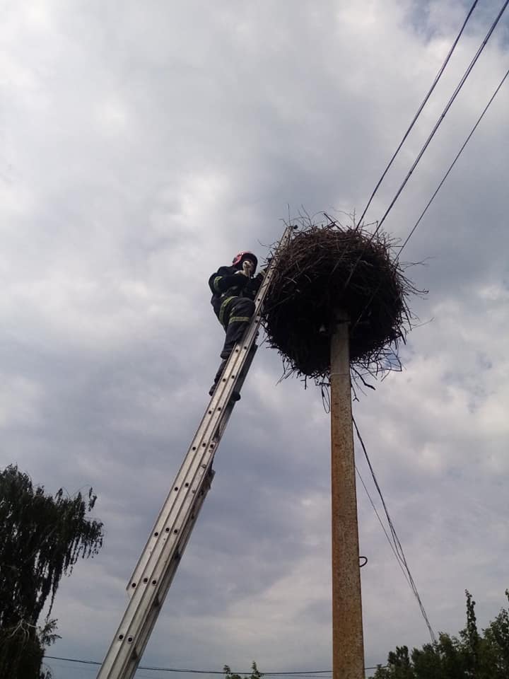 Рятувальники Рівненщини надали допомогу лелеці