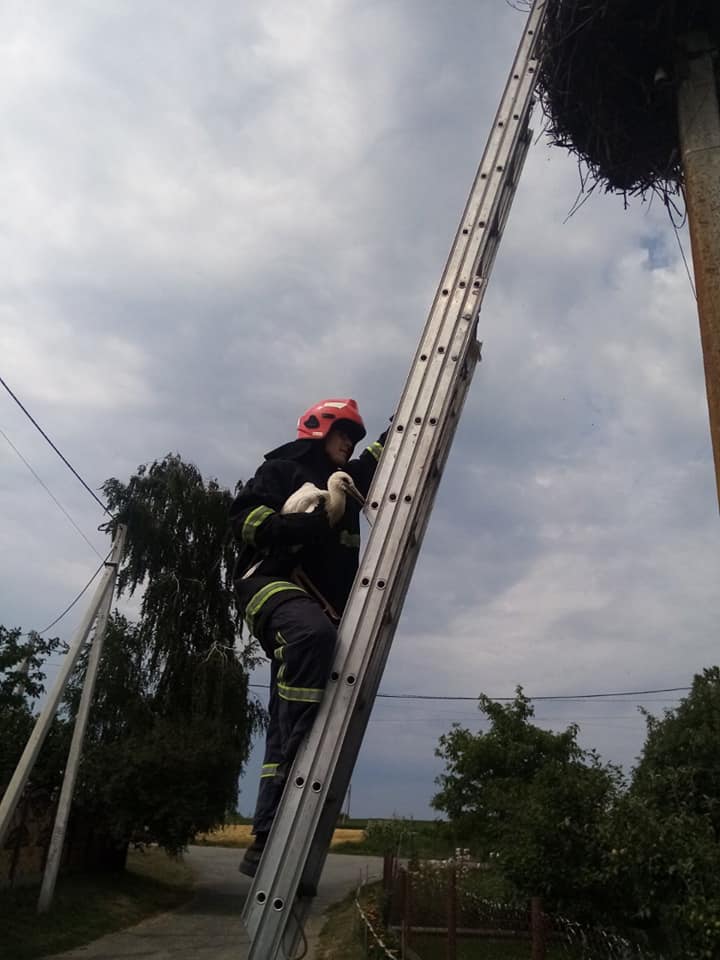 Рятувальники Рівненщини надали допомогу лелеці