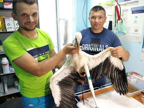 На Рівненщині лелеці наклали гіпс