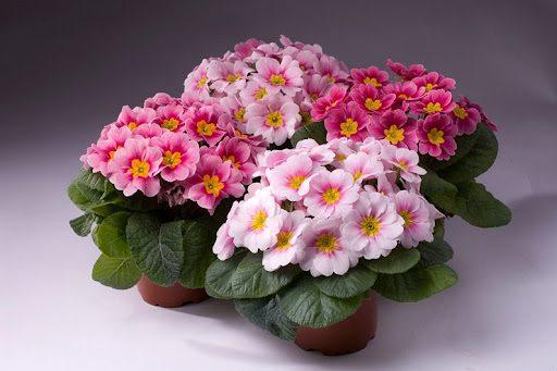 Стало відомо, які вазони краще не тримати вдома (фото) Стало відомо, які вазони краще не тримати вдома (фото)