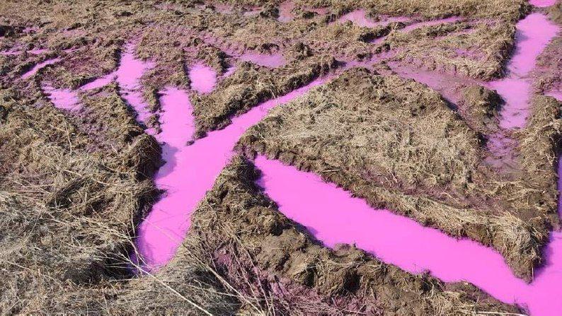 Рожеві калюжі на Рівненських полях