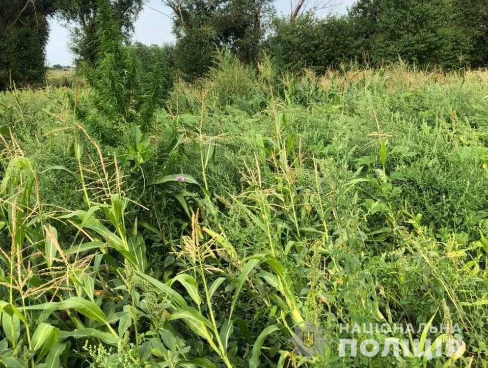 Мешканець Рівненщини вирощував коноплі у міжряддях кукурудзи