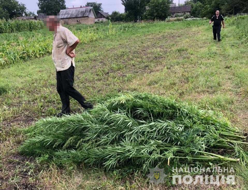 Мешканець Рівненщини вирощував коноплі у міжряддях кукурудзи
