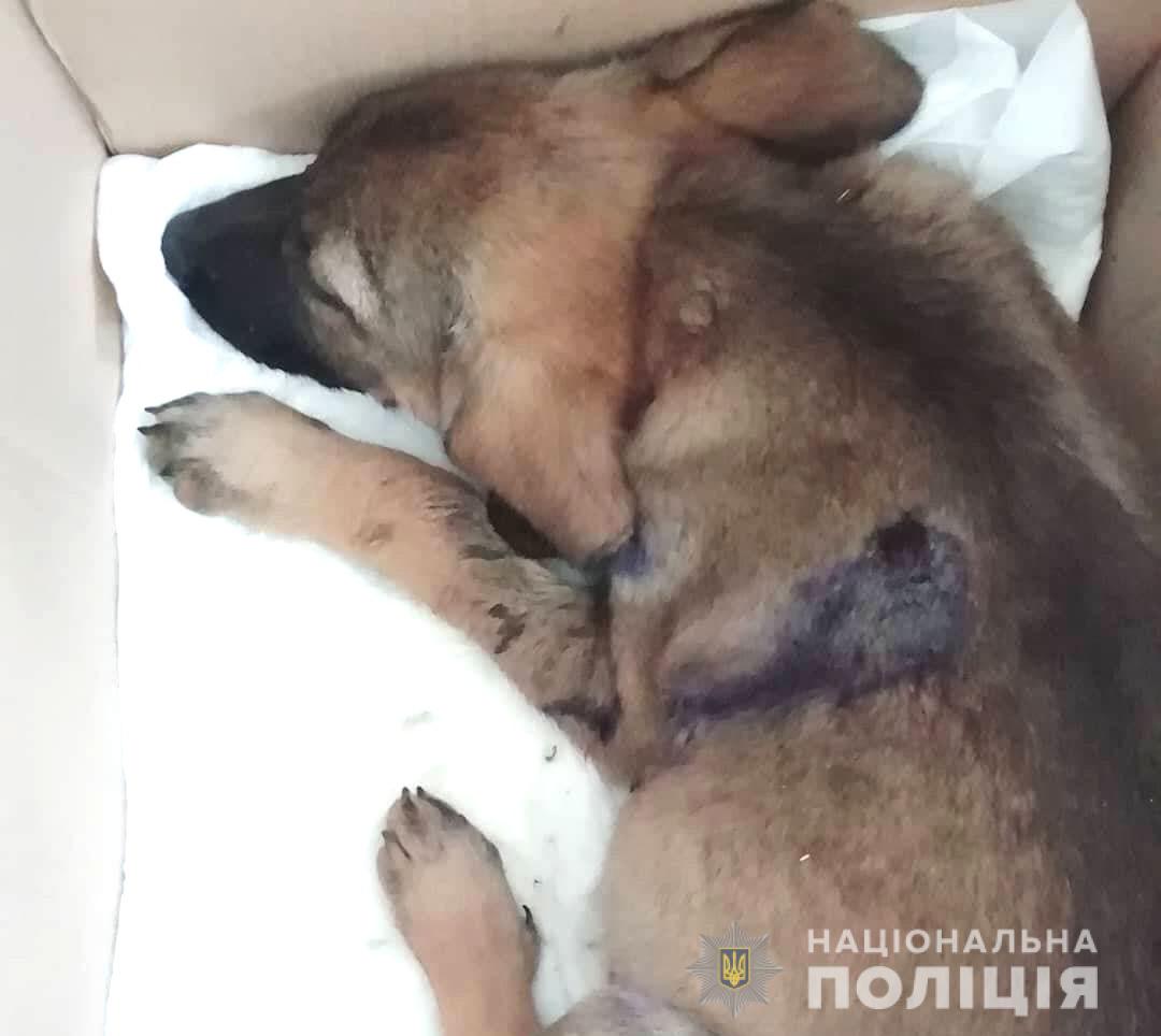 За жорстоке поводження із тваринами жителю Рівненщини загрожує до 8 років позбавлення волі