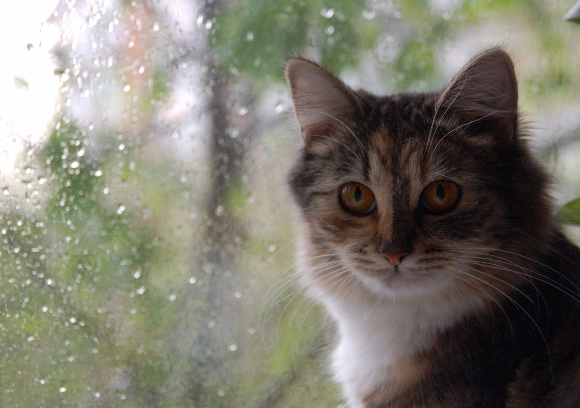 В Рівному хмари вкриють небо від самого ранку