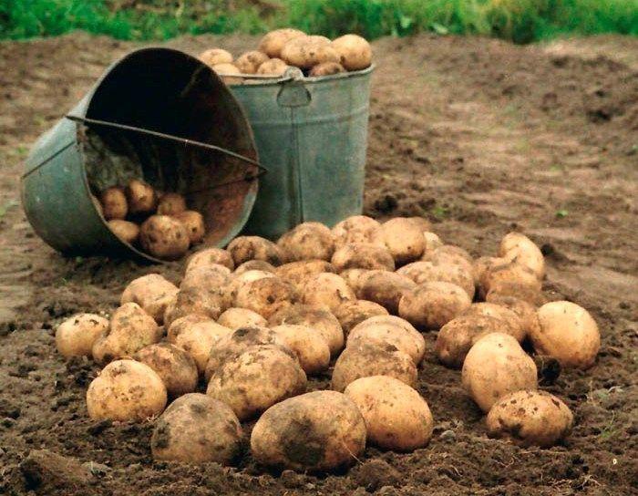 На Рівненщині чоловіку відірвало руку під час вибирання картоплі
