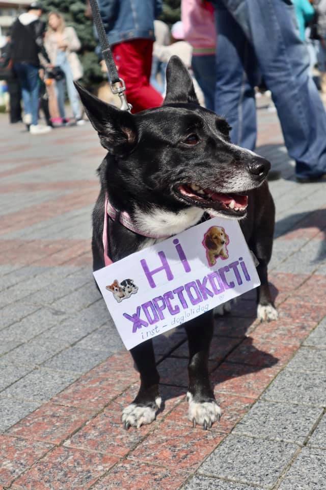 У Рівному відбувся марш за гуманне ставлення до тварин (ФОТО)