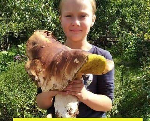 Гриб вагою більше кілограма знайшли у лісі на Рівненщині