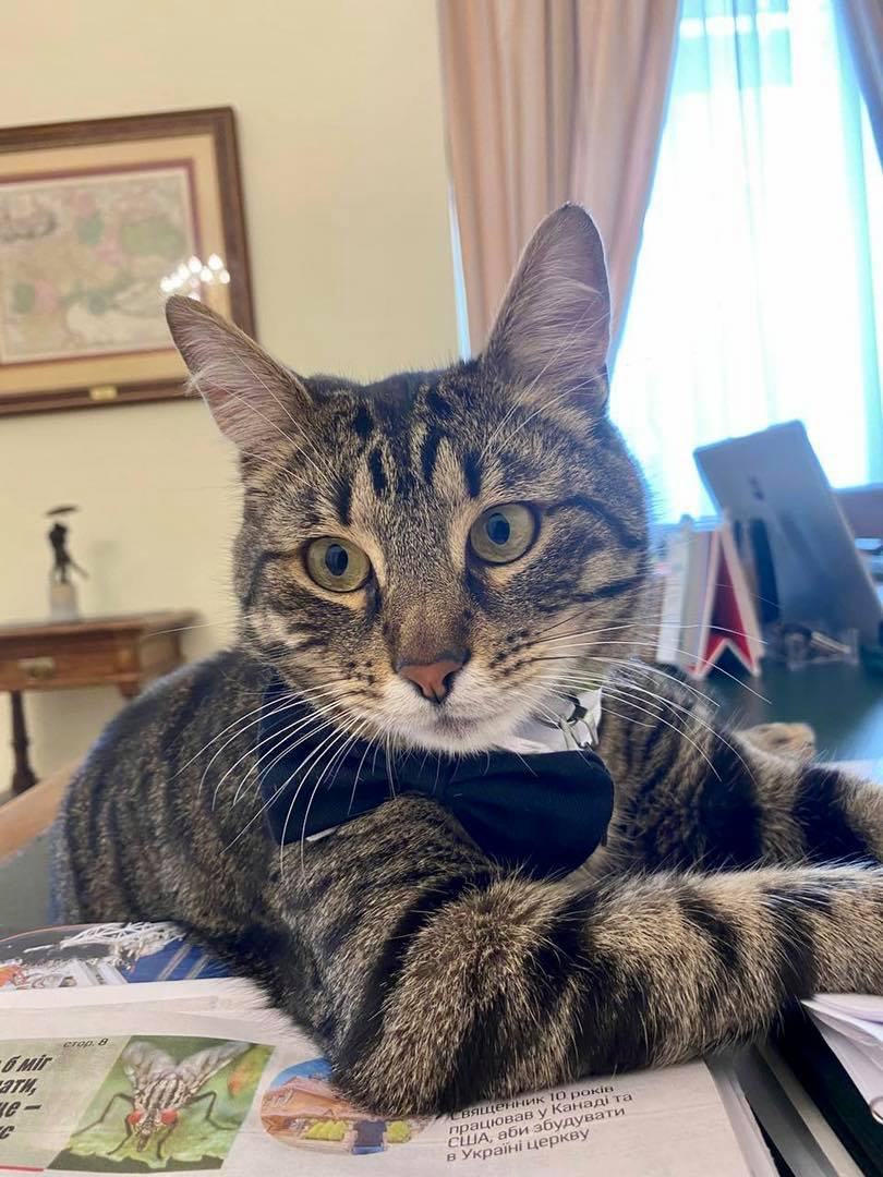 У Львові загубили головного кота міста У Львові загубили головного кота міста