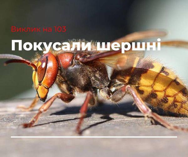 Двічі за добу рятували від шершнів жителів Рівненщини