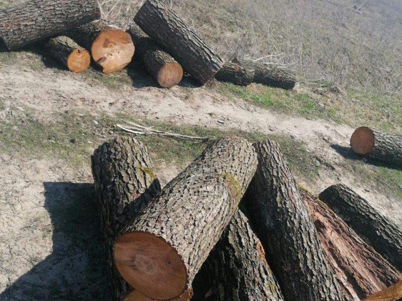 За самовільну порубку дерев з жителя Рівненщини хочуть стягнути понад 343 тис. грн шкоди