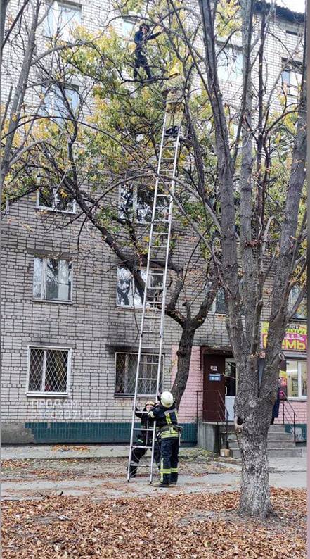 вагітнанадереві-новини-7днів