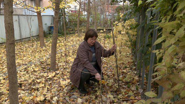 Рівнянка вирощує пращурів хвойних дерев
