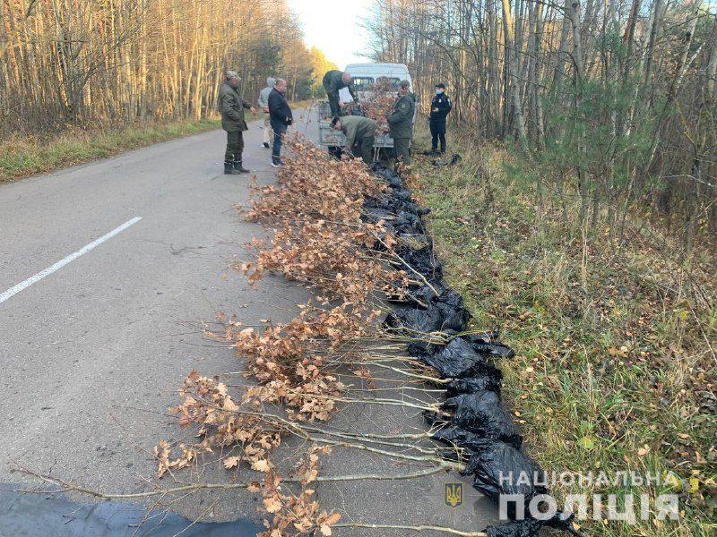 У Рівненському районі поліцейські встановлюють осіб, причетних до крадіжки 169 саджанців дуба