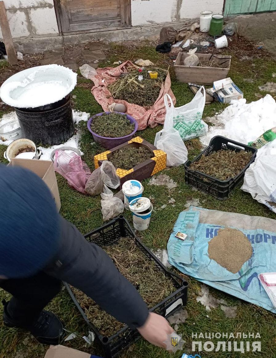 Коноплі на суму понад півмільйона гривень вилучила на Рівненщині поліція