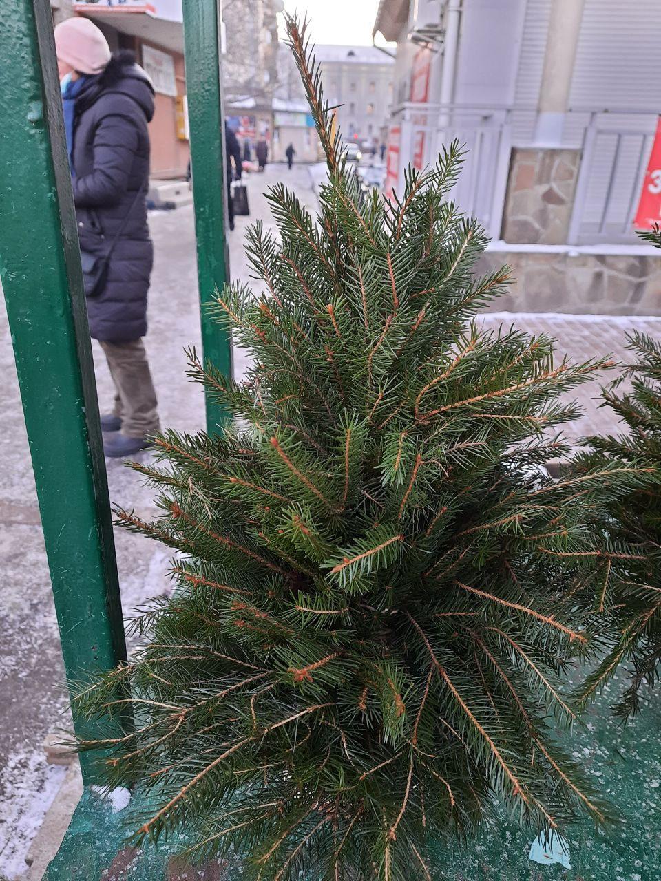 Рівне заполонили ялинки на будь-який смак, і навіть в горщиках
